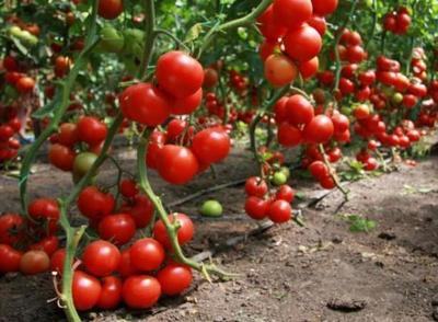 Собираем урожай помидор