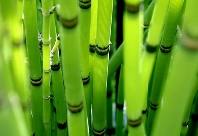 Бамбук