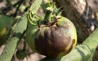 Фитофтороз помидор (томатов)